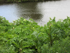 Heracleum mantegazzianum