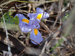Iris verna