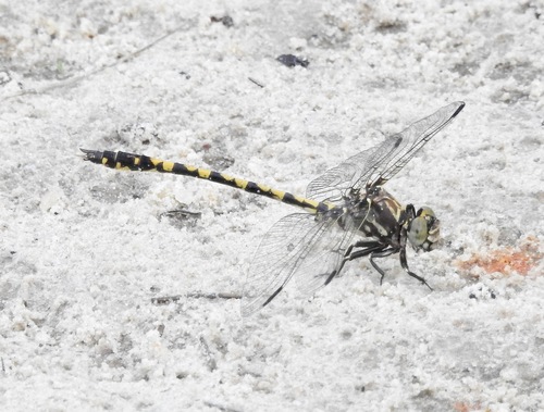 Belle's Sanddragon photo 4