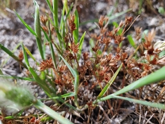 Juncus hybridus