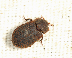 Trox aequalis