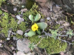 Glottiphyllum