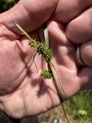 Carex flava