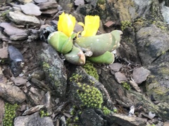 Glottiphyllum