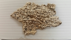 Pertusaria sorodes
