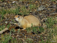 Spermophilus