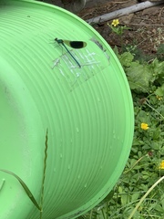 Calopteryx splendens