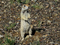Spermophilus
