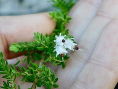 Erica lehmannii
