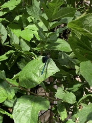 Calopteryx splendens