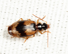 Lebia fuscata