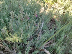 Teucrium marum