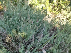 Teucrium marum