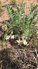 Astragalus parryi