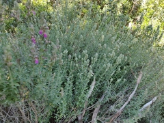 Teucrium marum