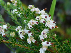 Erica lehmannii
