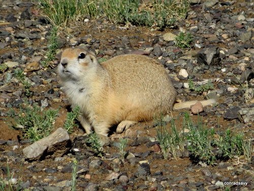 Red-cheeked Ground Squirrel