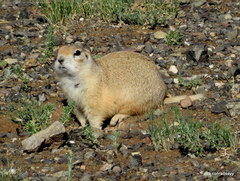 Spermophilus