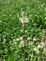 Plantago lanceolata
