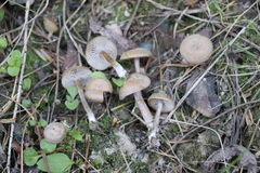 Pseudolaccaria pachyphylla