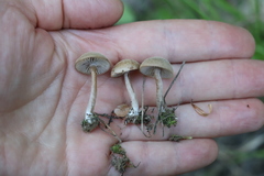 Pseudolaccaria pachyphylla