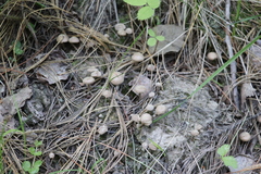 Pseudolaccaria pachyphylla