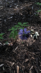 Hydrophyllum virginianum