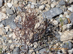 Eriogonum nidularium