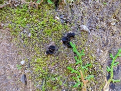 Plectania rhytidia