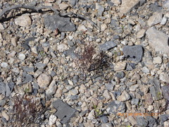 Eriogonum nidularium