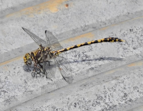 Belle's Sanddragon photo 3