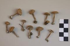 Pseudolaccaria pachyphylla