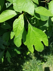 Sassafras albidum