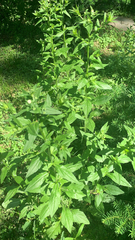 Lithospermum officinale