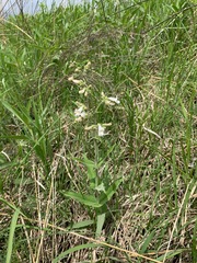 Penstemon gracilis gracilis