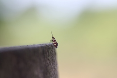 Micropterix aureatella