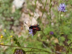 Zygaena corsica