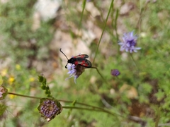 Zygaena corsica