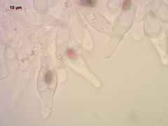 Psathyrella noli-tangere