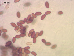 Psathyrella noli-tangere