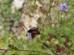 Zygaena corsica
