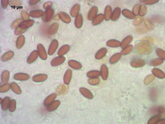 Psathyrella noli-tangere