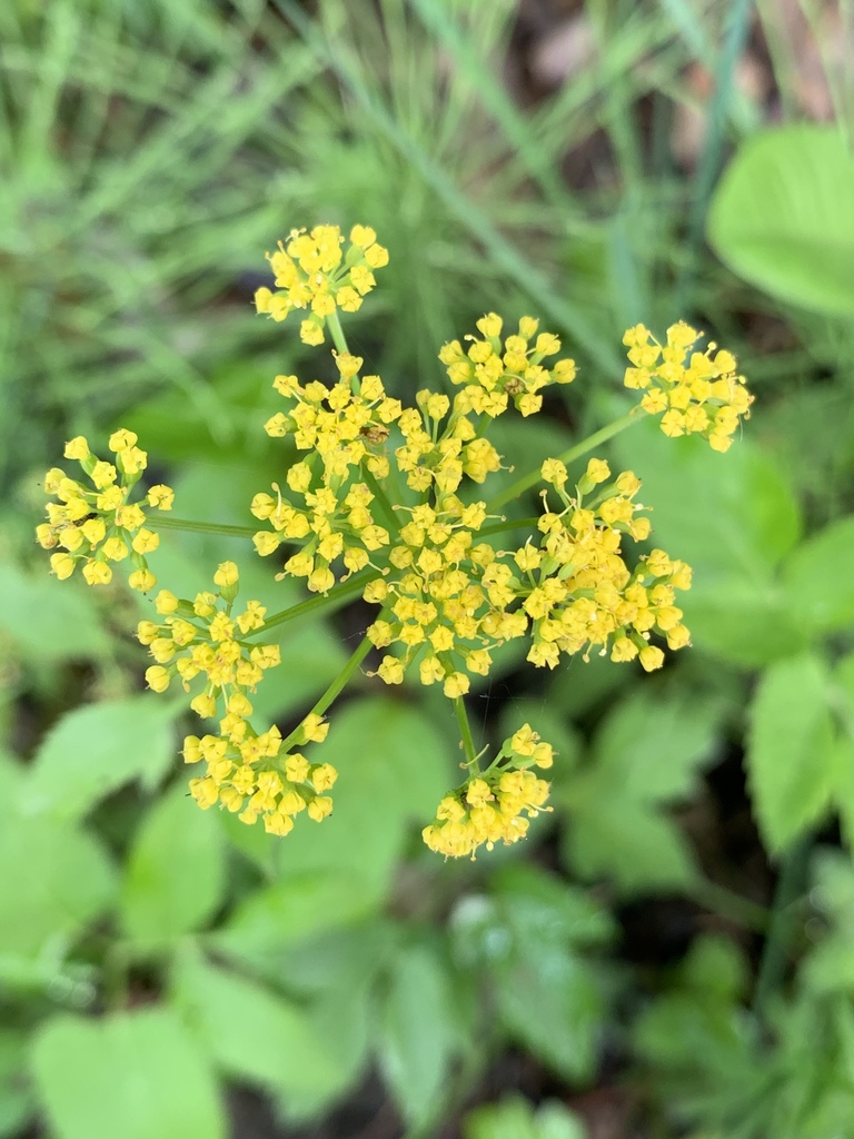 Golden Alexanders from Tidball Rd, Schenectady, NY, US on June 06, 2020 ...