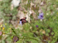 Zygaena corsica