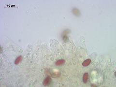 Psathyrella noli-tangere