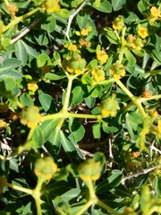 Euphorbia acanthothamnos