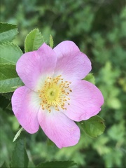 Rosa canina