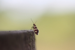 Micropterix aureatella