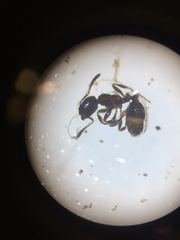 Chelaner antarcticus