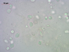 Pseudolaccaria pachyphylla